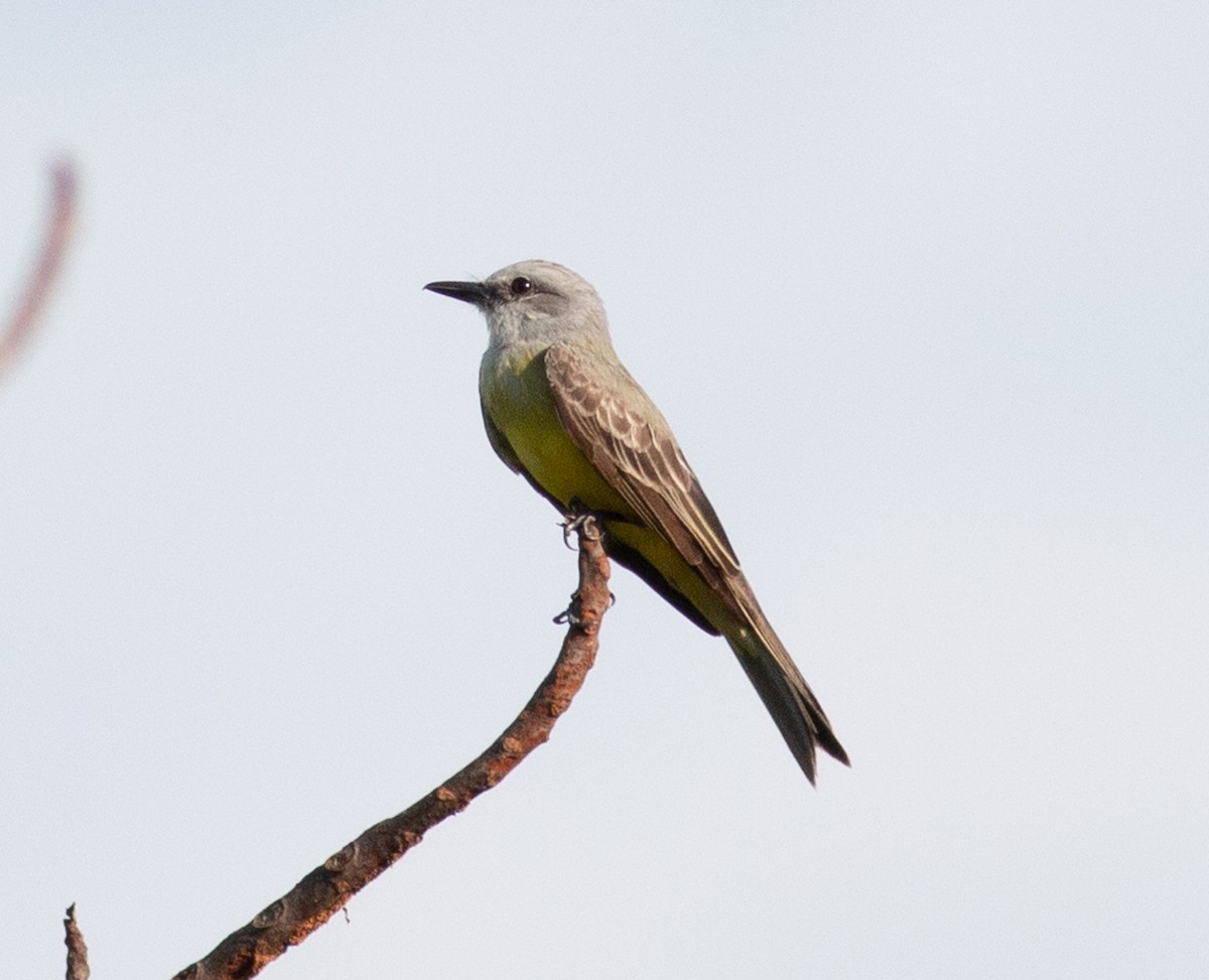 Королевский тиранн - ML649354999