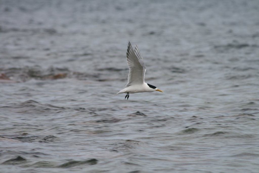 Great Crested Tern - Hickson Fergusson