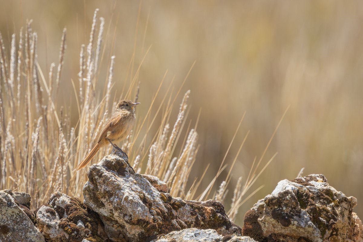 Streak-backed Canastero - ML649355293