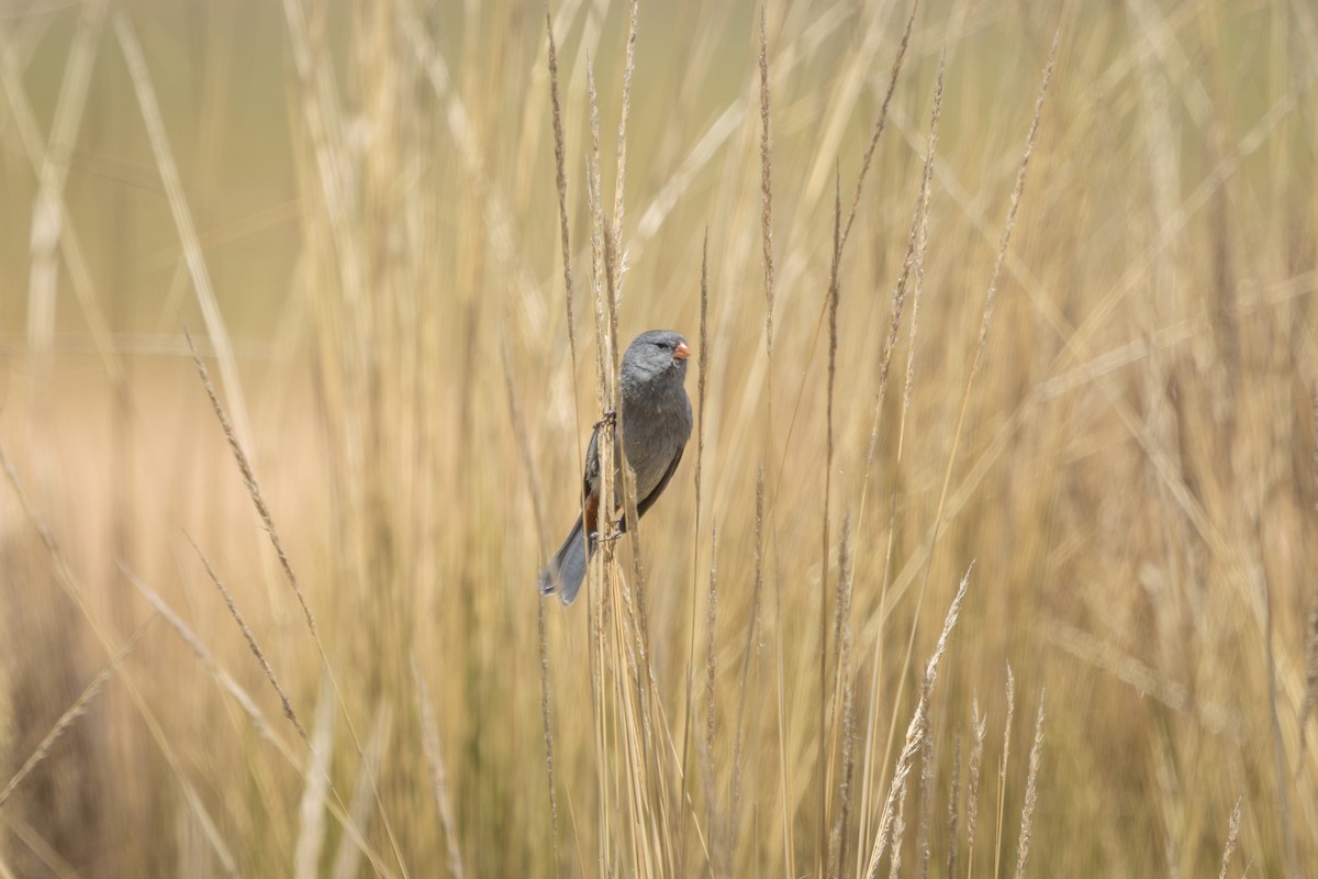 ムジタネワリ - ML649355302