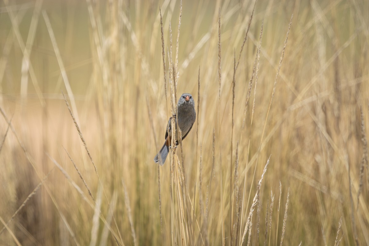 ムジタネワリ - ML649355303