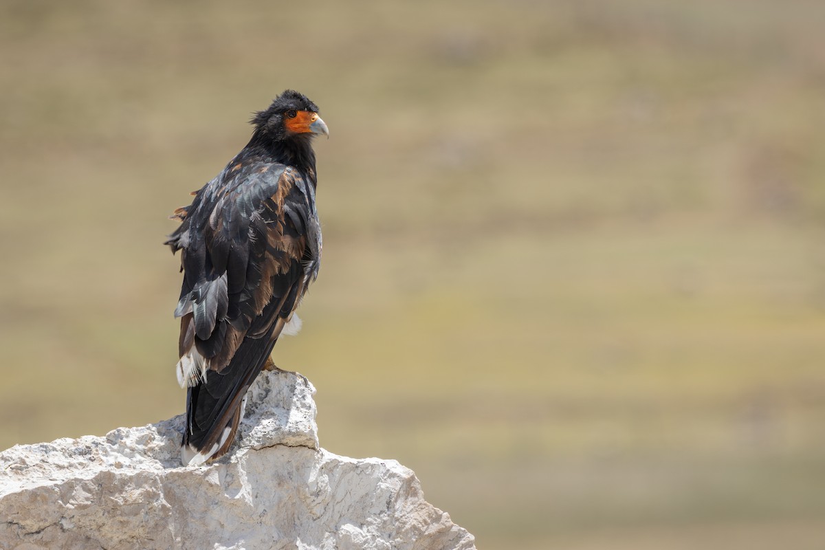 アンデスカラカラ - ML649355311