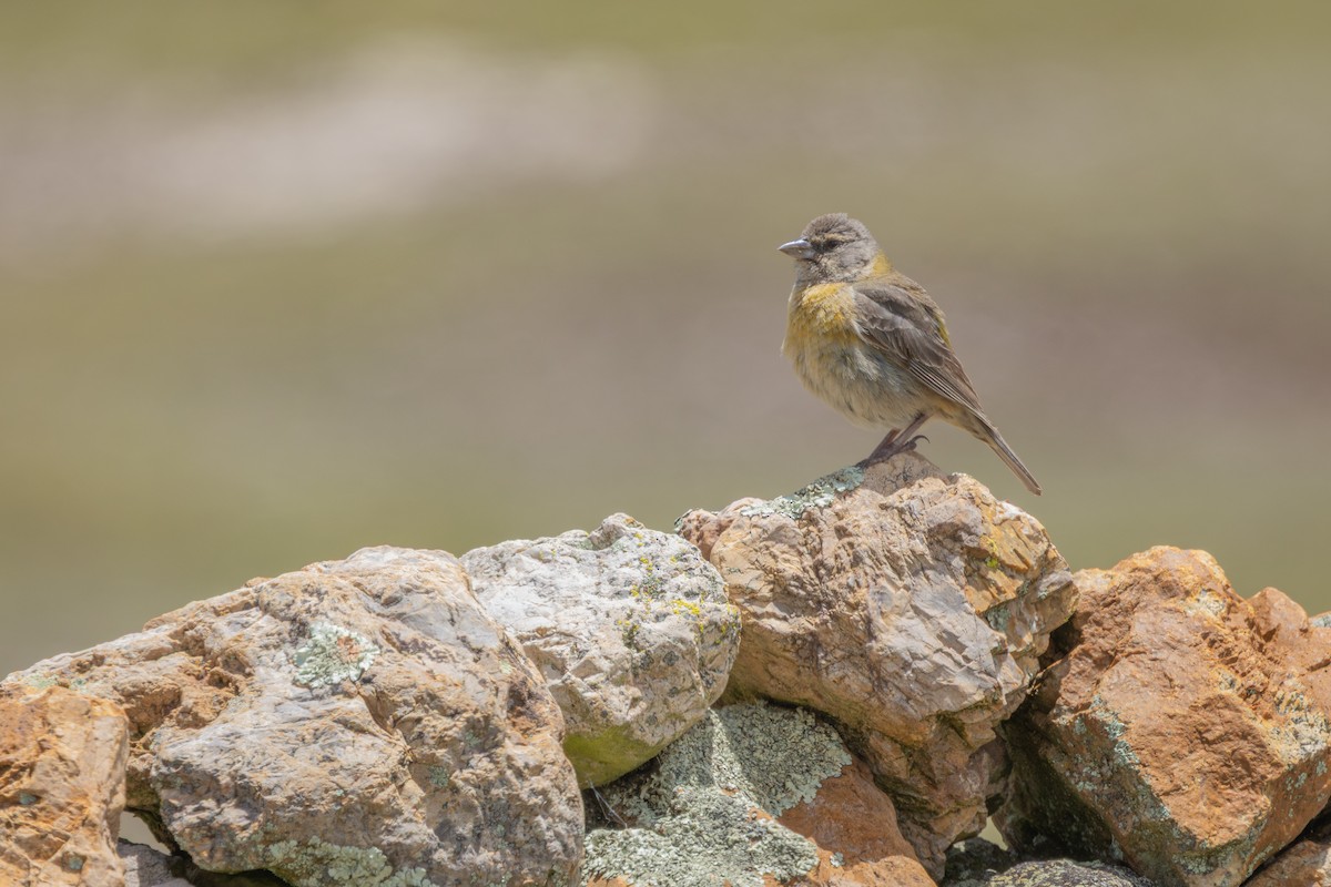 ペルーヤマシトド - ML649355316