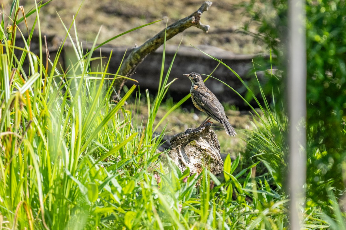 drozd stěhovavý - ML649355552