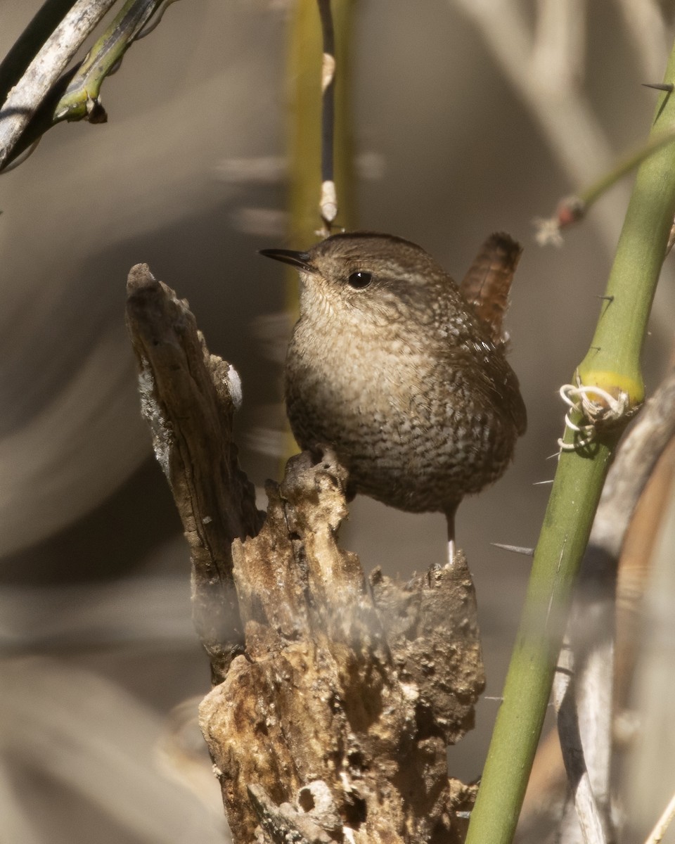 Winter Wren - ML649355666