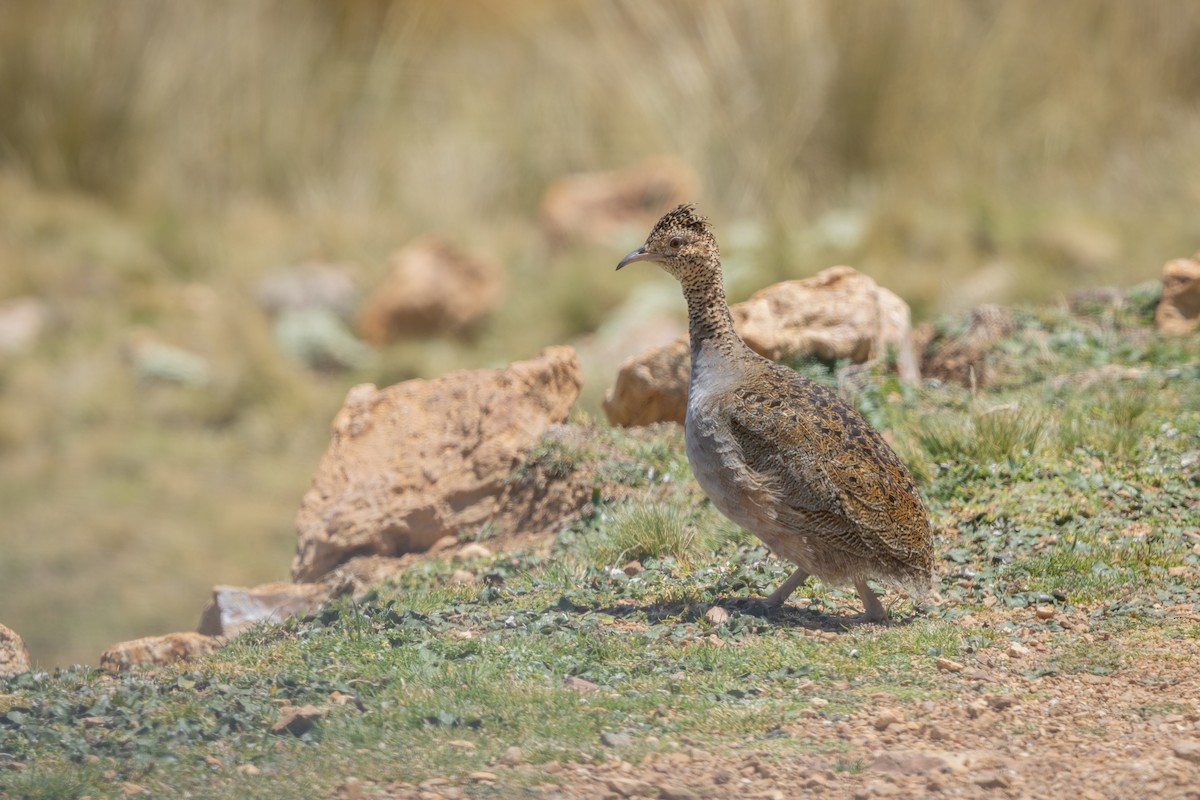 ゴマダラシギダチョウ - ML649355770