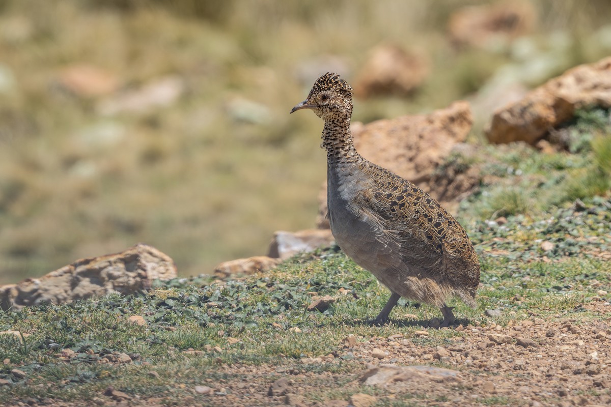 ゴマダラシギダチョウ - ML649355771