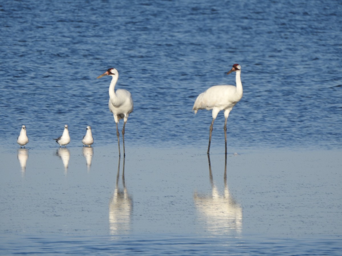 Gabbiano sghignazzante - ML649355943