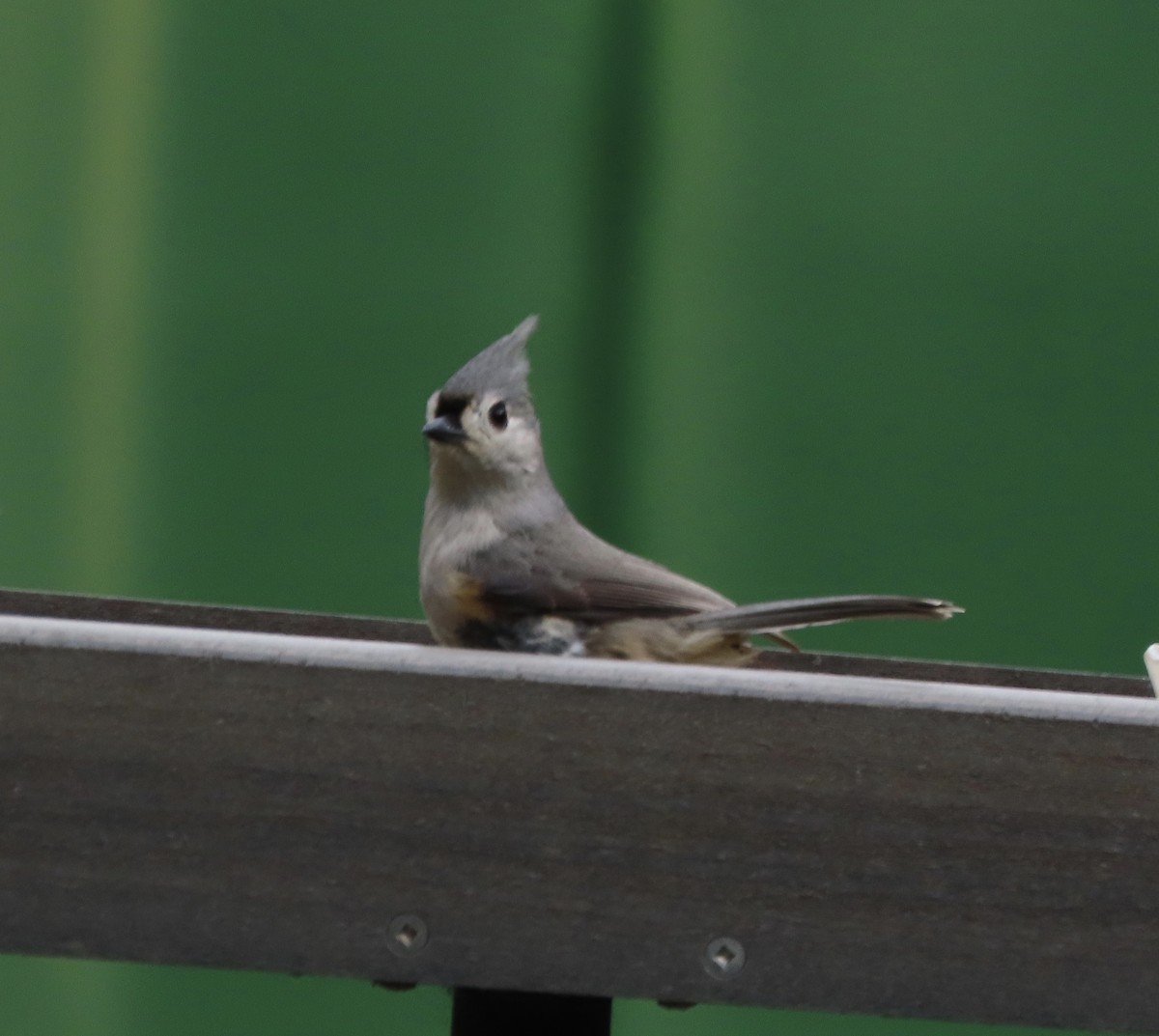 Tufted Titmouse - ML649355963