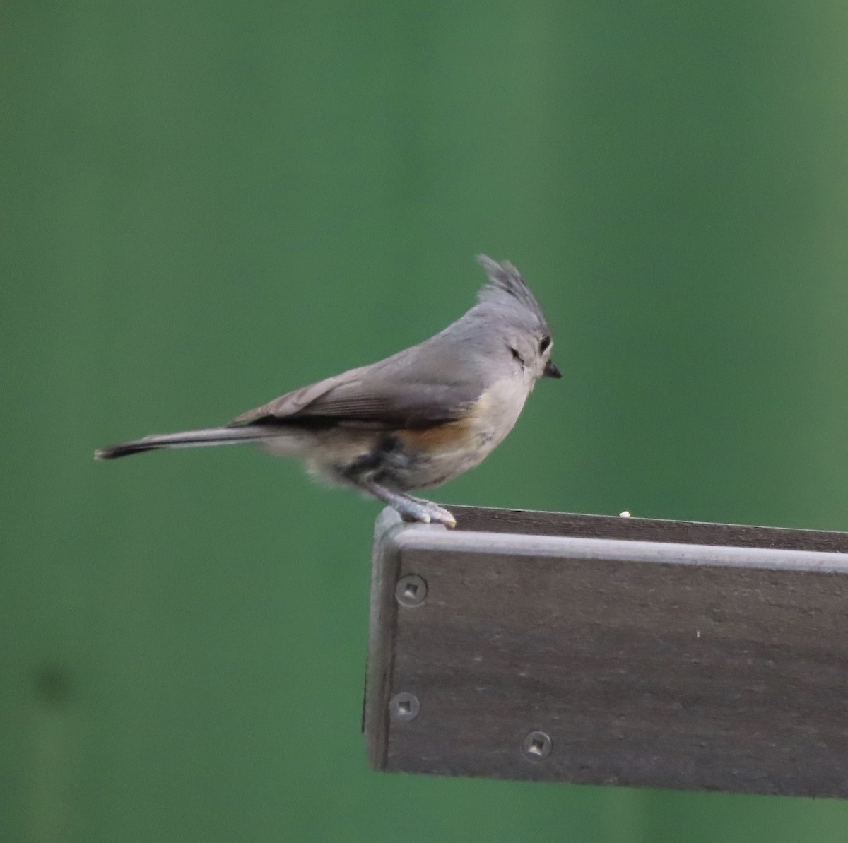 Tufted Titmouse - ML649355964