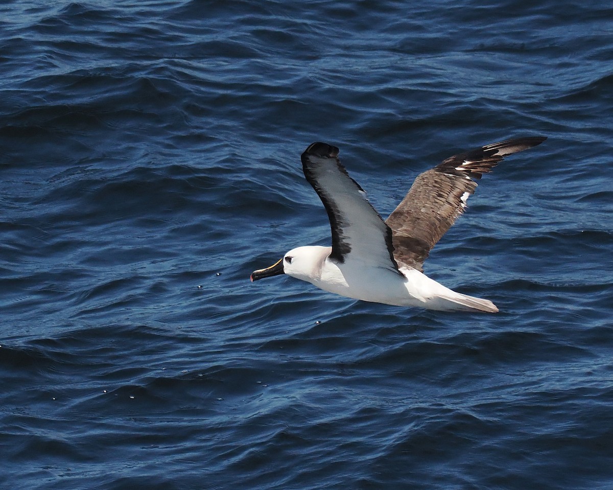 albatros pestrozobý - ML649356241