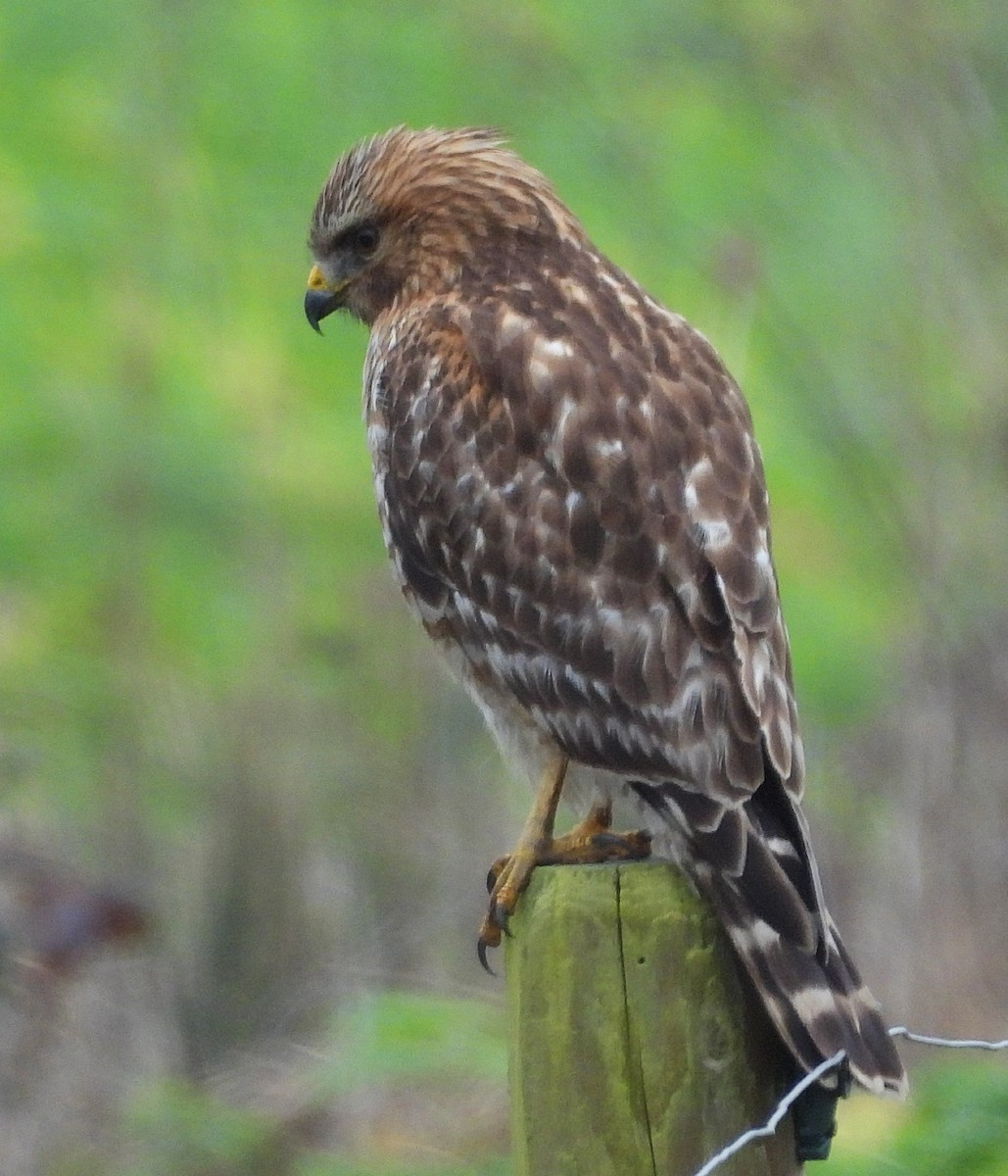 Rotschulterbussard - ML649356358