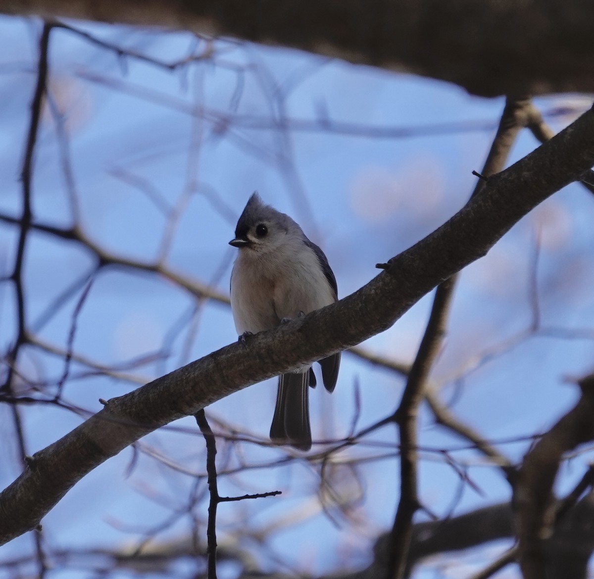 Tufted Titmouse - ML649356439