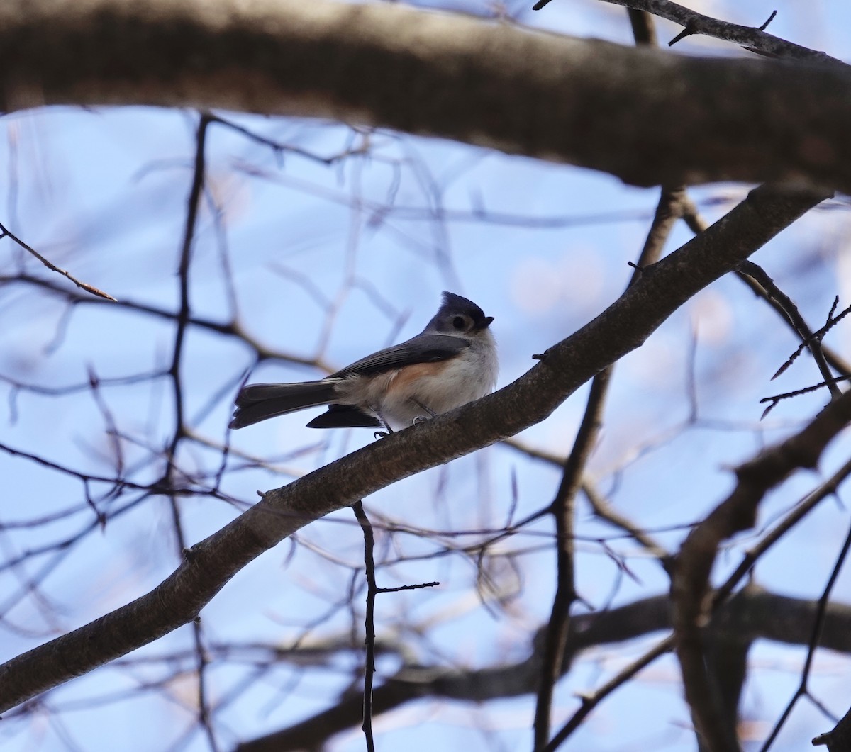 Tufted Titmouse - ML649356440