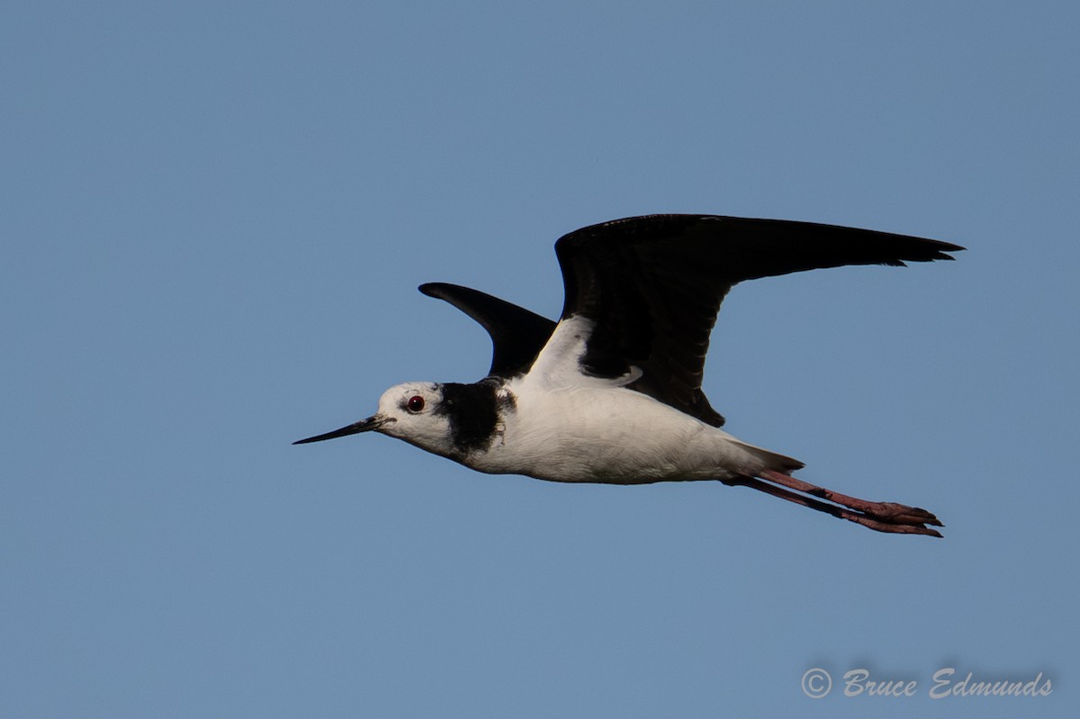 Pied Stilt - ML649356743