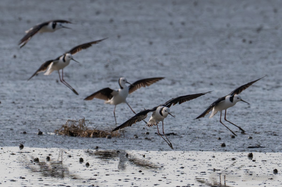 Pied Stilt - ML649356744
