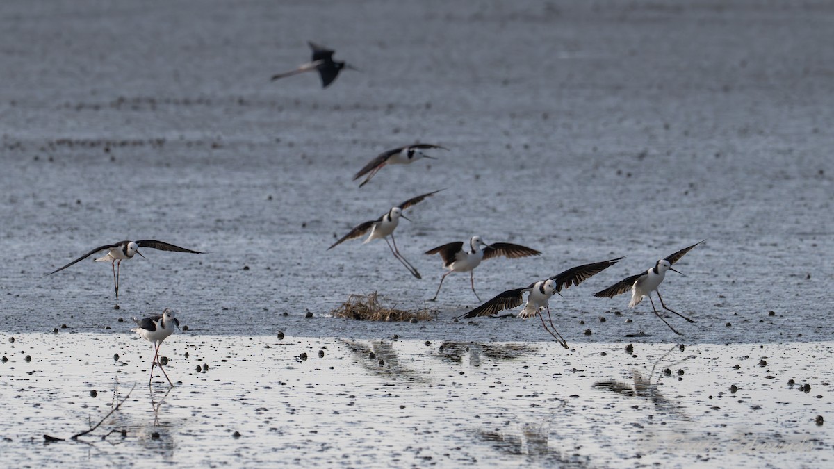 Pied Stilt - ML649356745