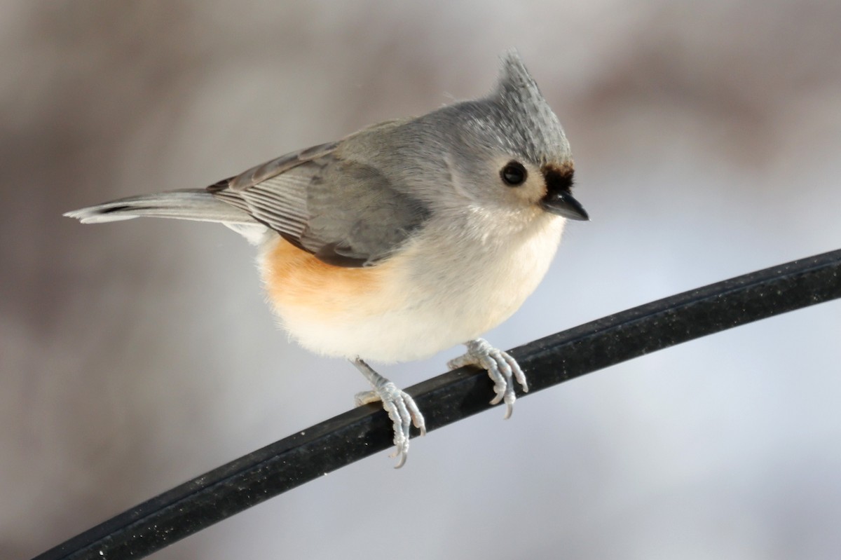 Tufted Titmouse - ML649356908