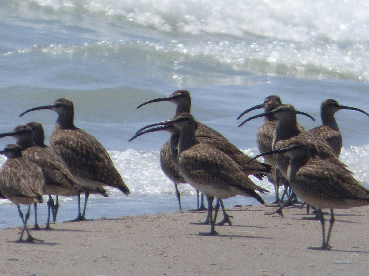 Whimbrel - ML64935691