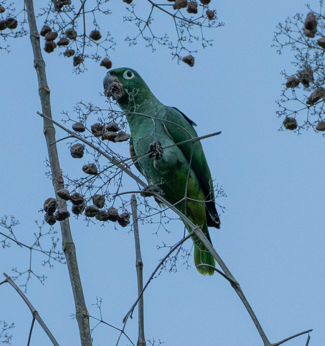 Бледный амазон - ML649357194