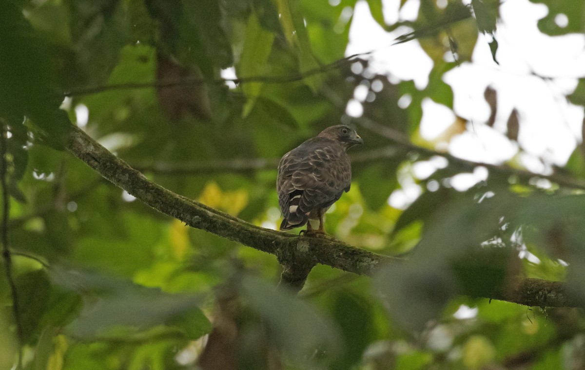 ハネビロノスリ - ML649357349