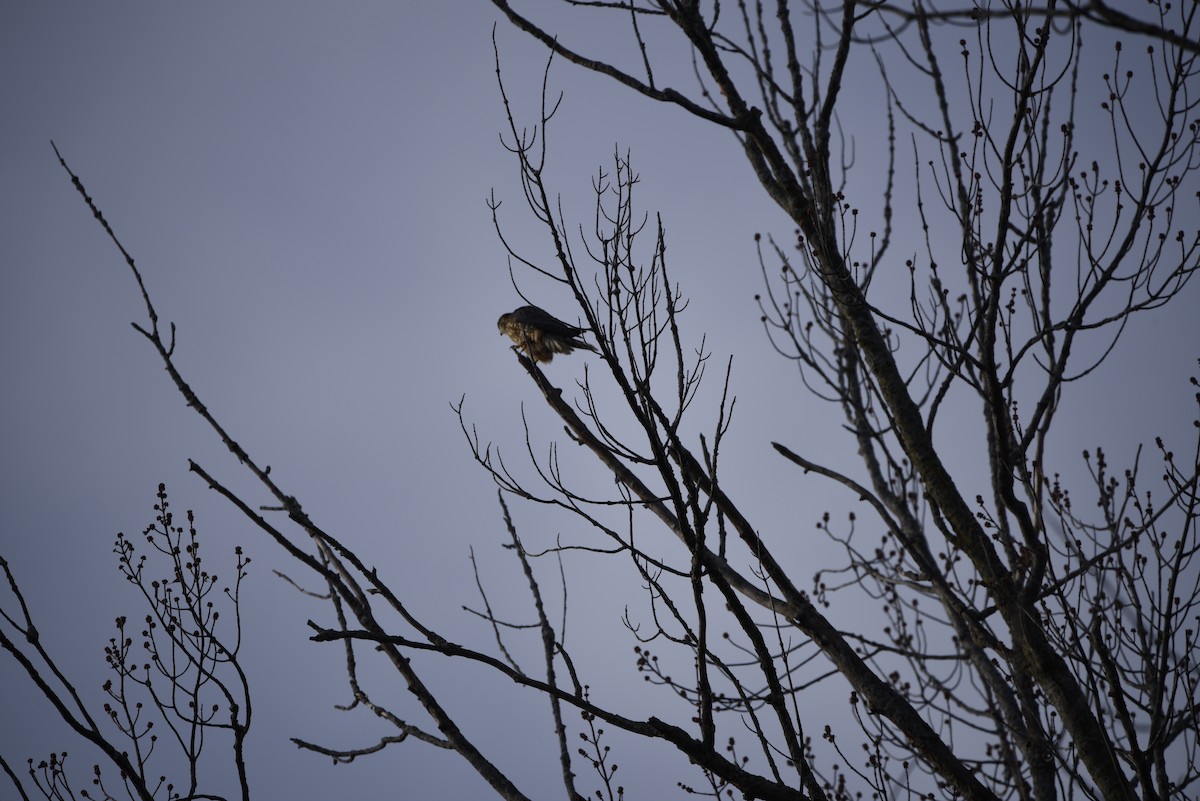 dřemlík tundrový - ML649357516