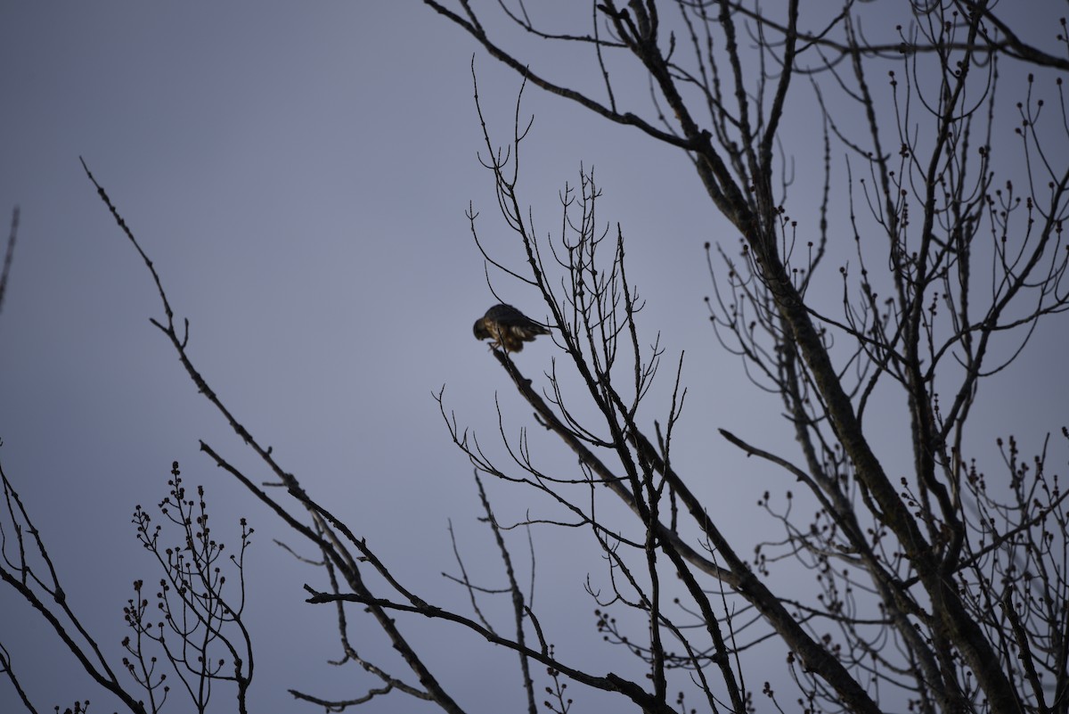 dřemlík tundrový - ML649357517