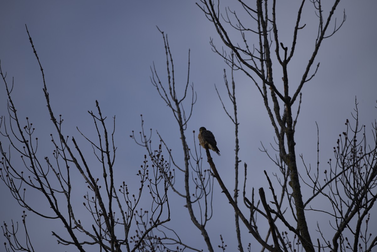 dřemlík tundrový - ML649357518