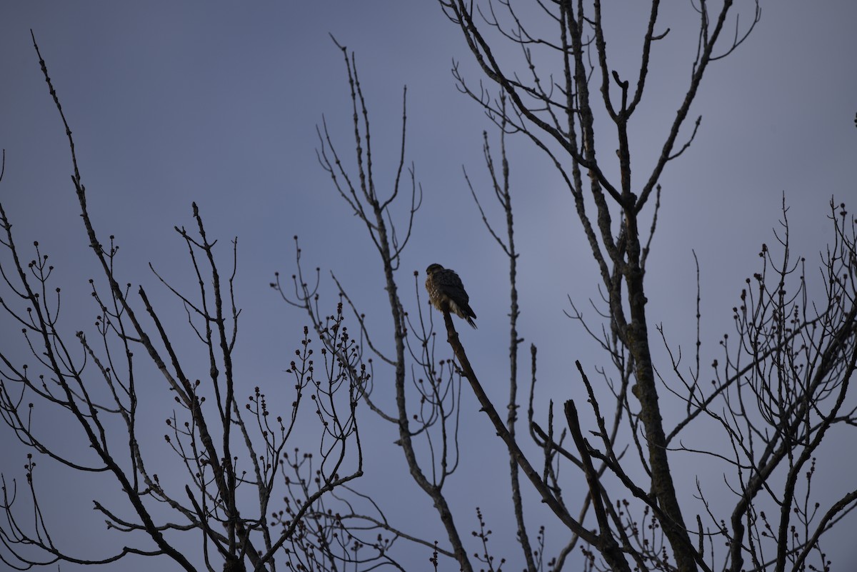 dřemlík tundrový - ML649357519