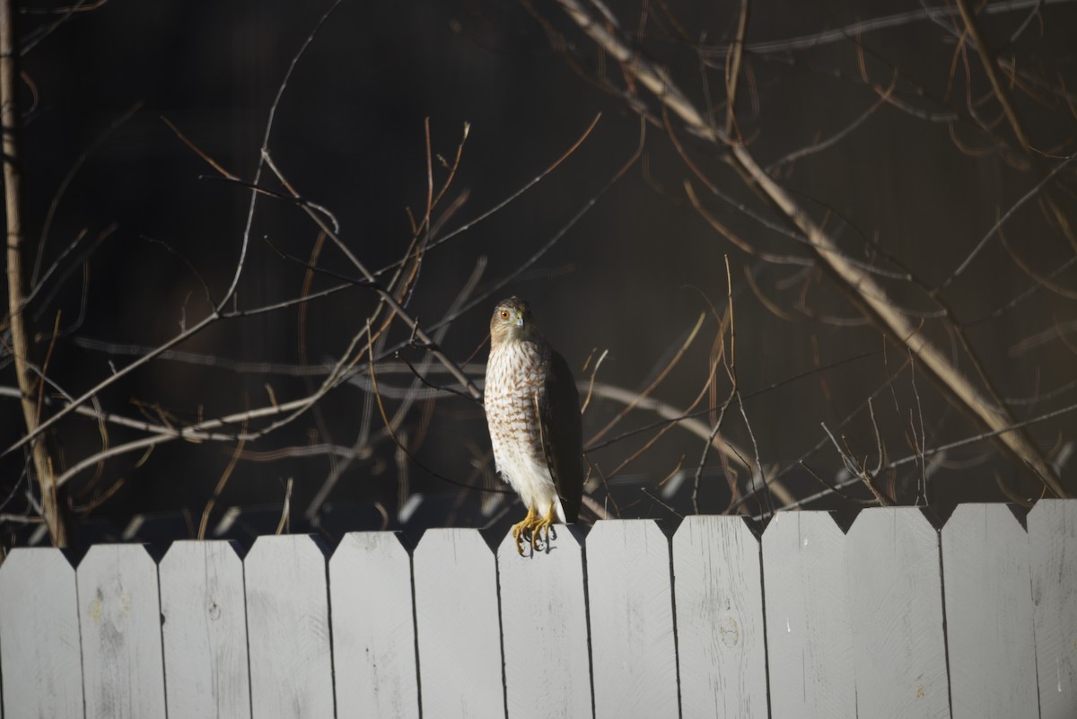 jestřáb americký - ML649357696