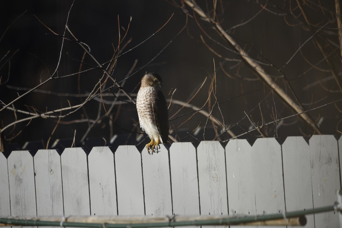 jestřáb americký - ML649357697