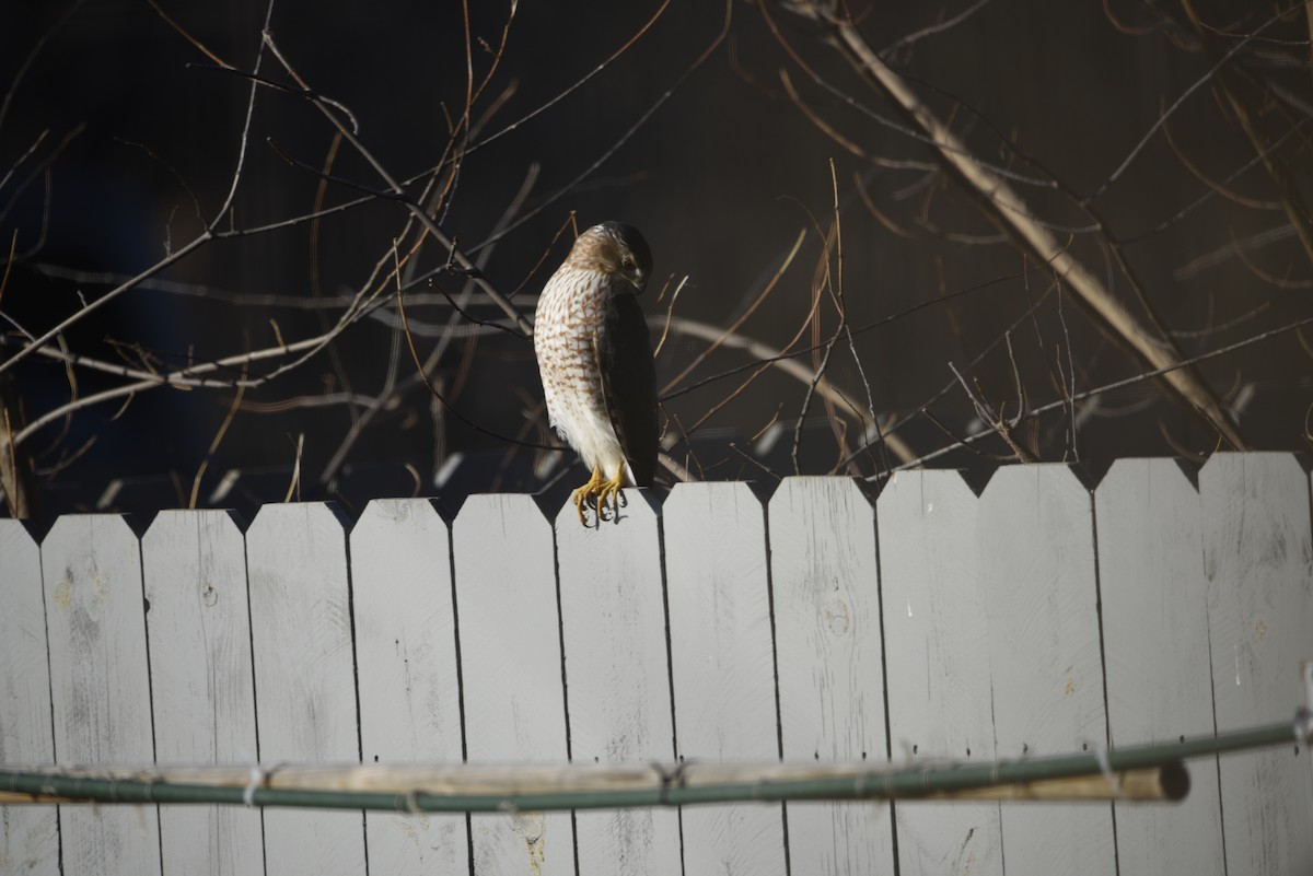 jestřáb americký - ML649357698