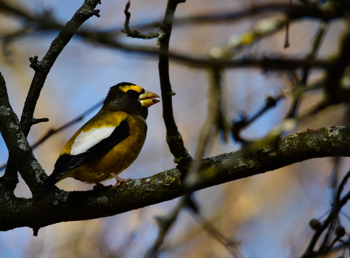 עב-מקור ערב - ML649357730