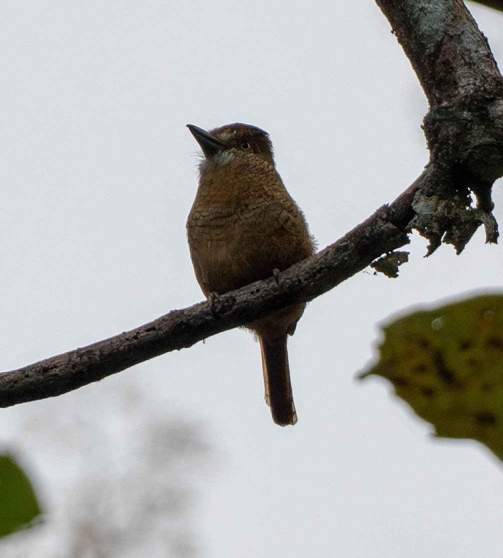 Рябая пуховка - ML649357791