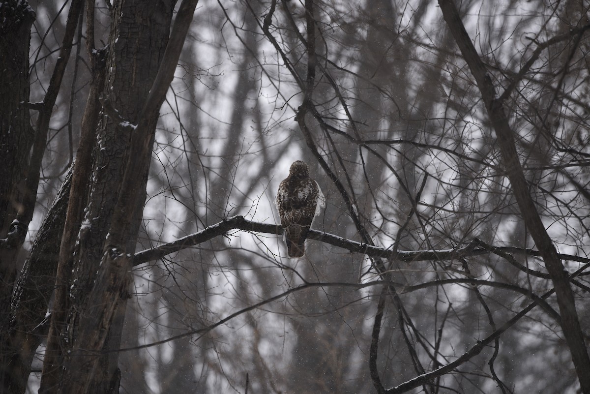 káně rudochvostá - ML649357796