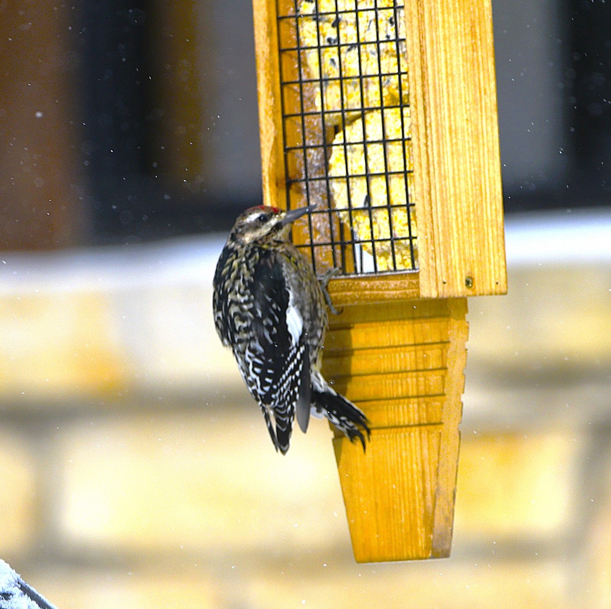 datel rudohrdlý - ML649357810