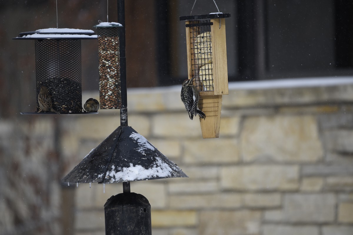 datel rudohrdlý - ML649357831