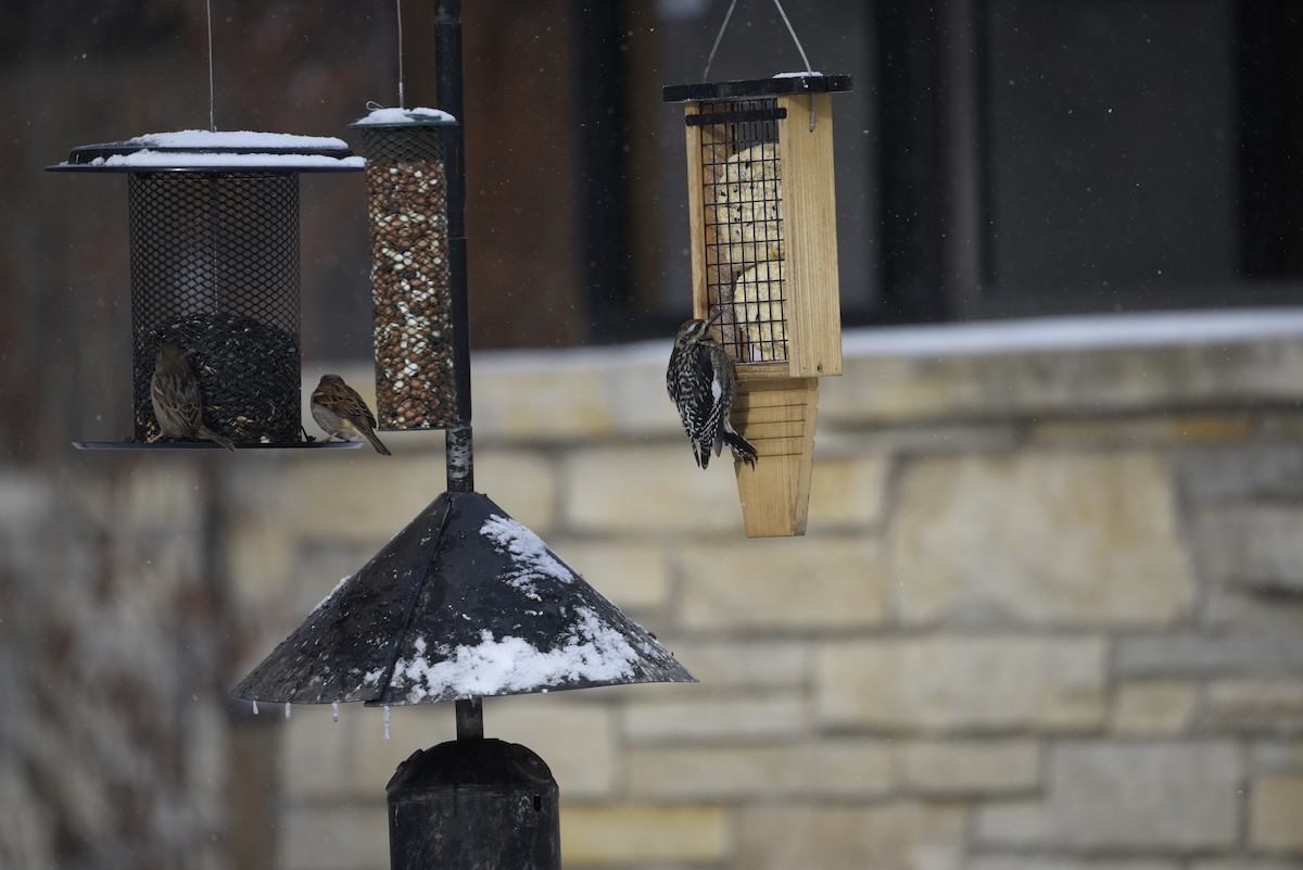 datel rudohrdlý - ML649357832