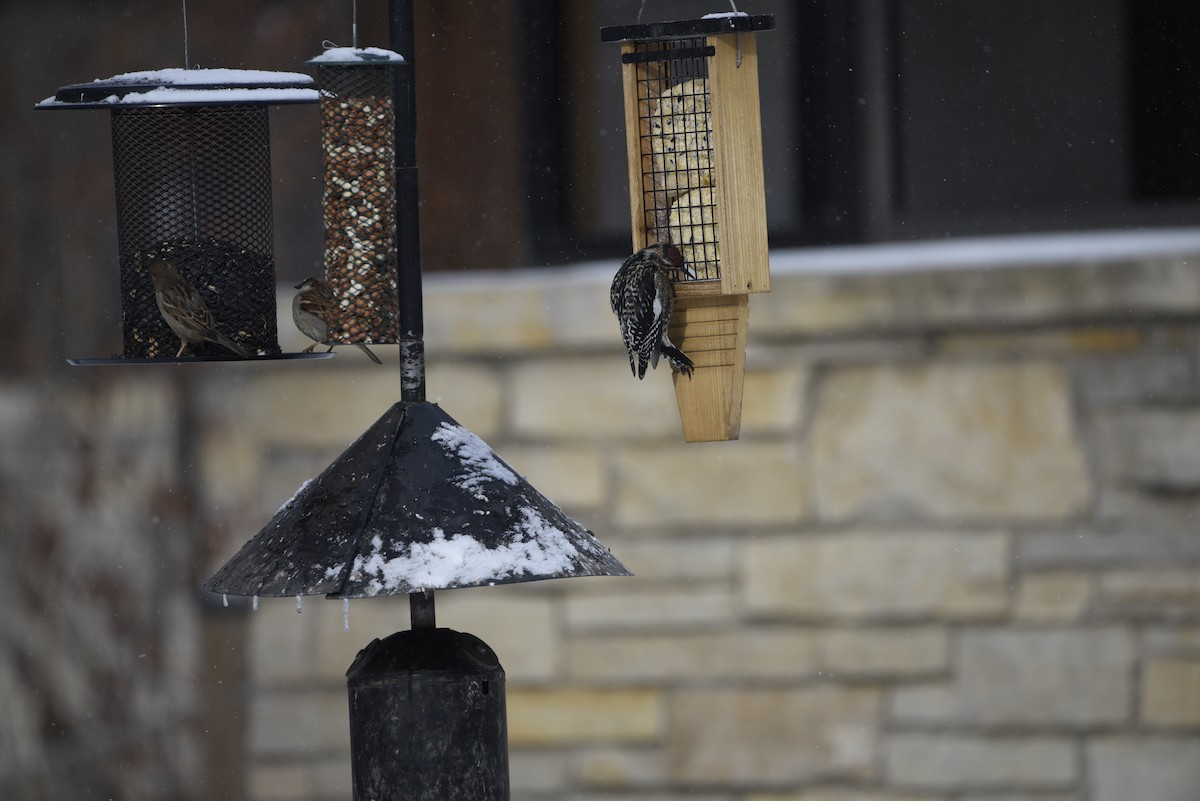 datel rudohrdlý - ML649357833