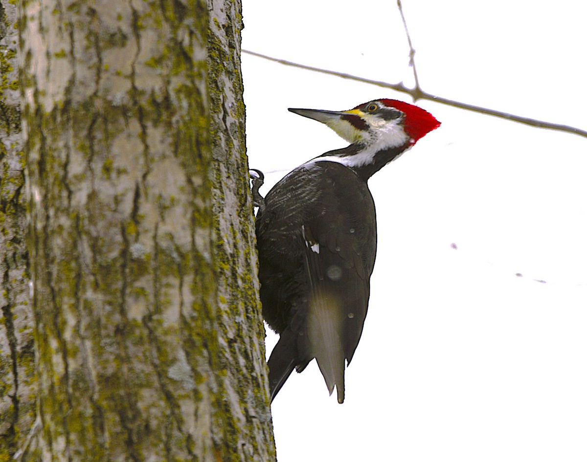 datel chocholatý - ML649357874