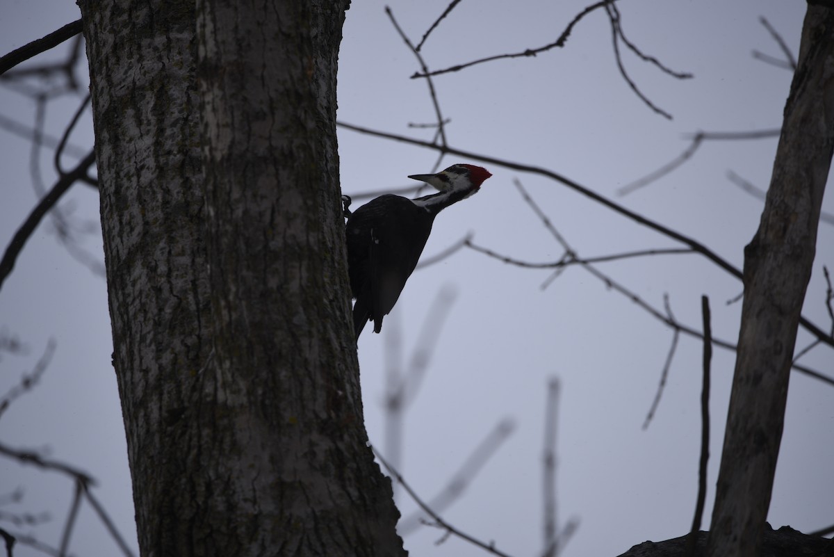 datel chocholatý - ML649357876