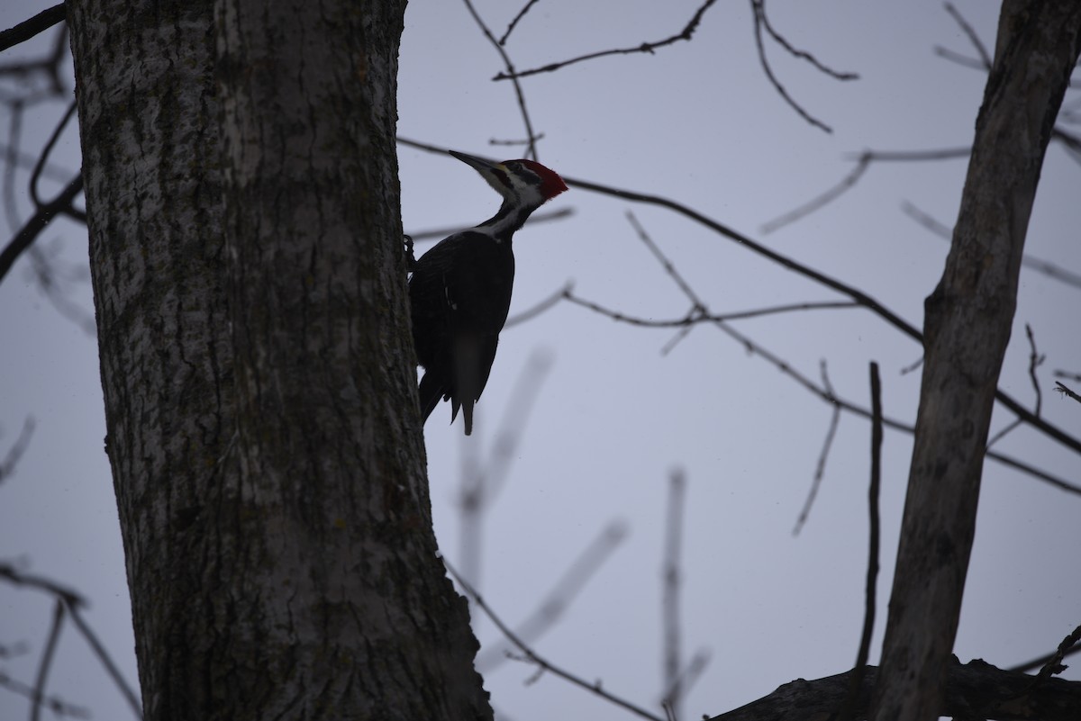 datel chocholatý - ML649357878