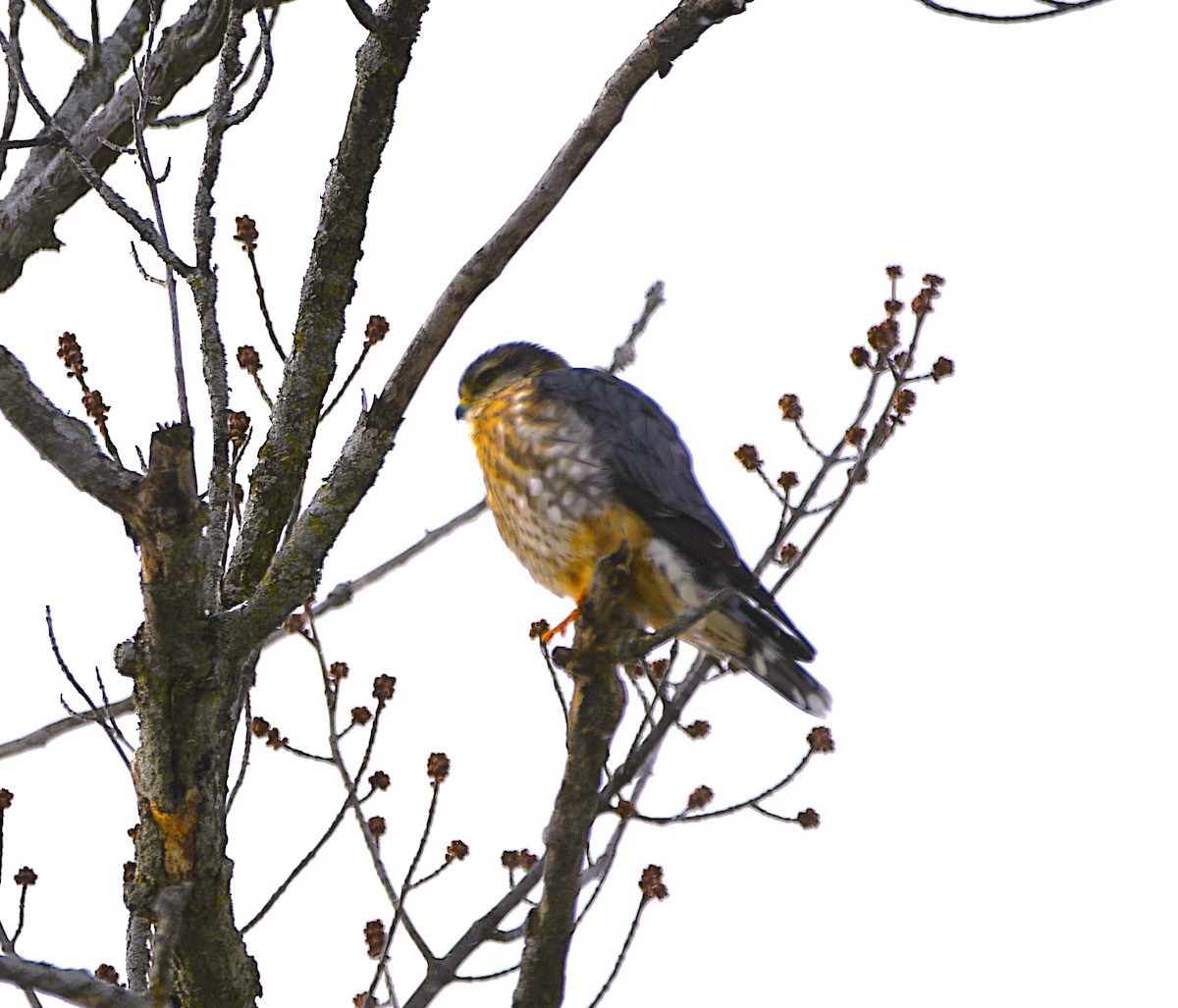 dřemlík tundrový - ML649357893