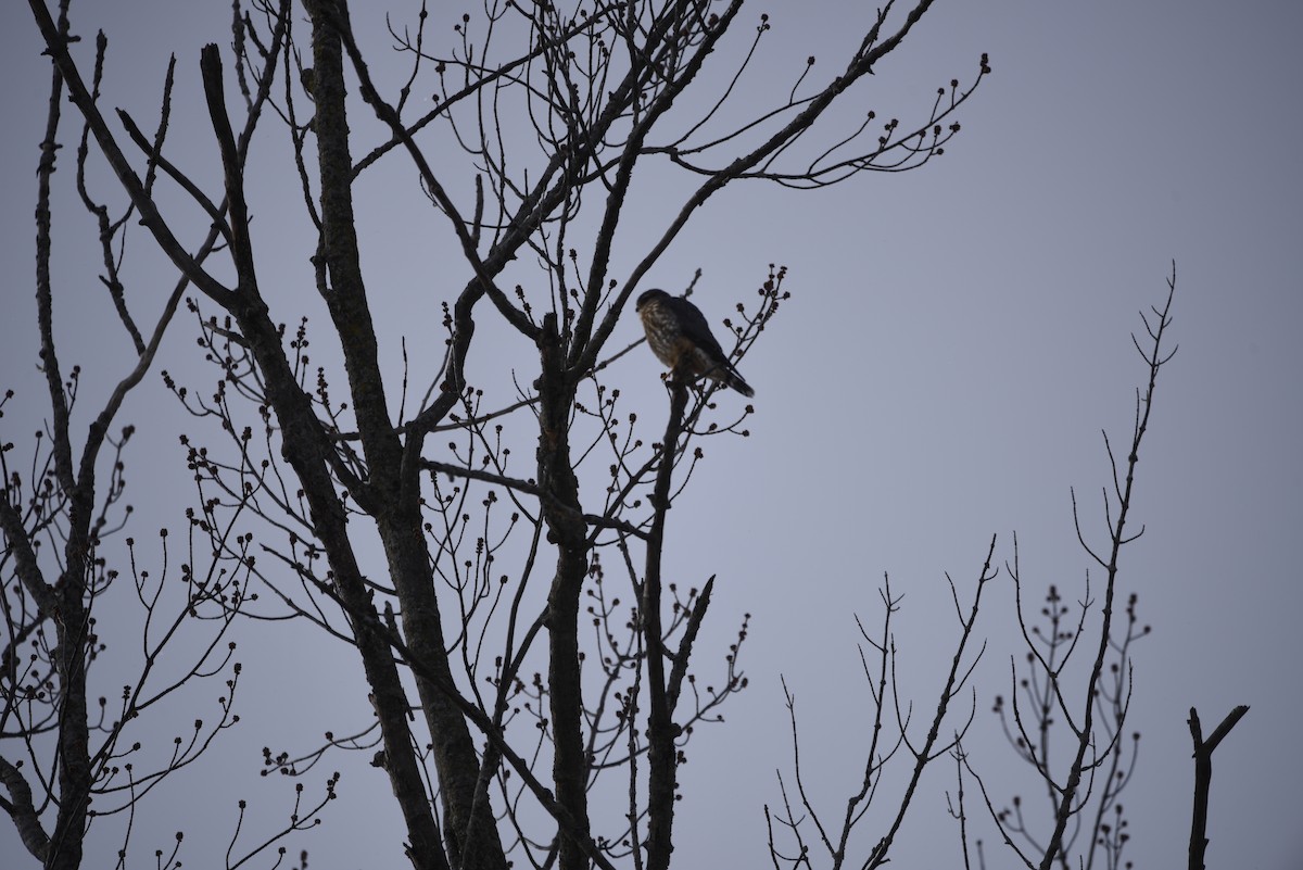 dřemlík tundrový - ML649357895