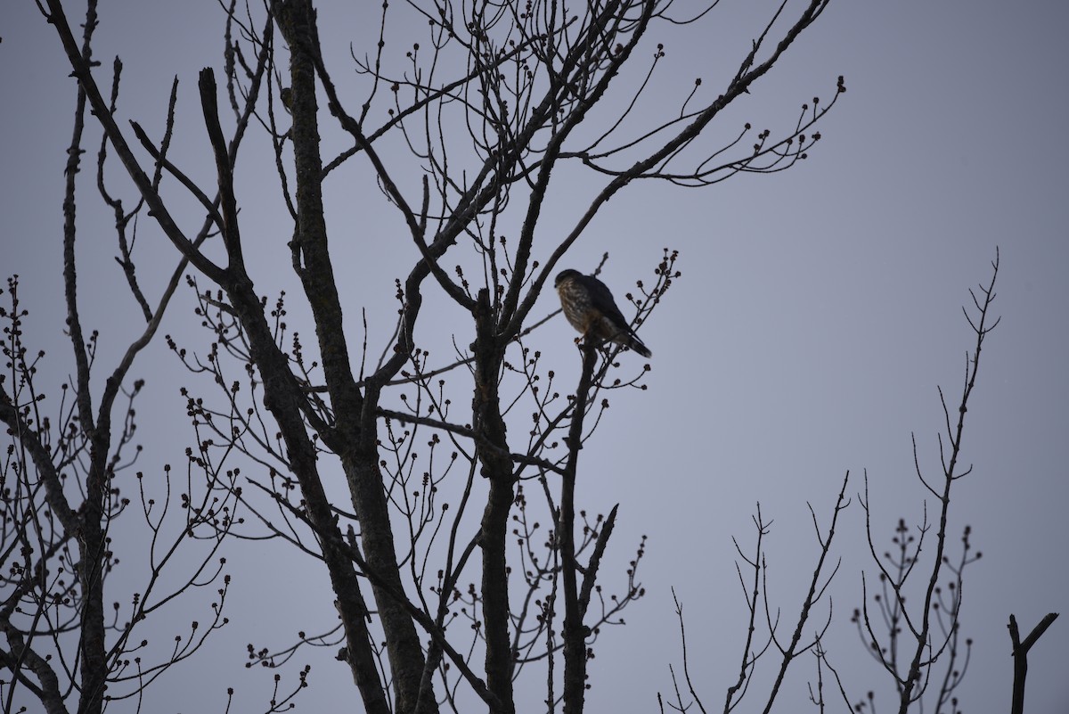 dřemlík tundrový - ML649357896