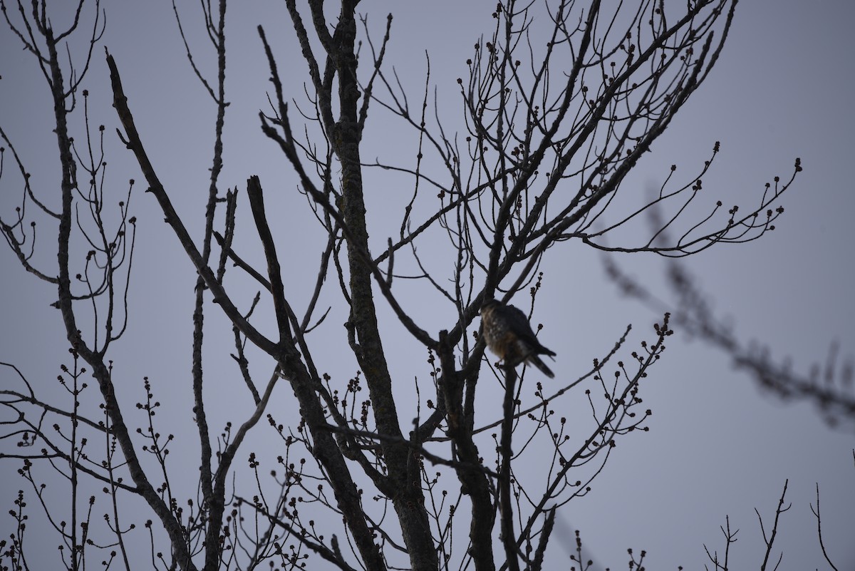 dřemlík tundrový - ML649357897