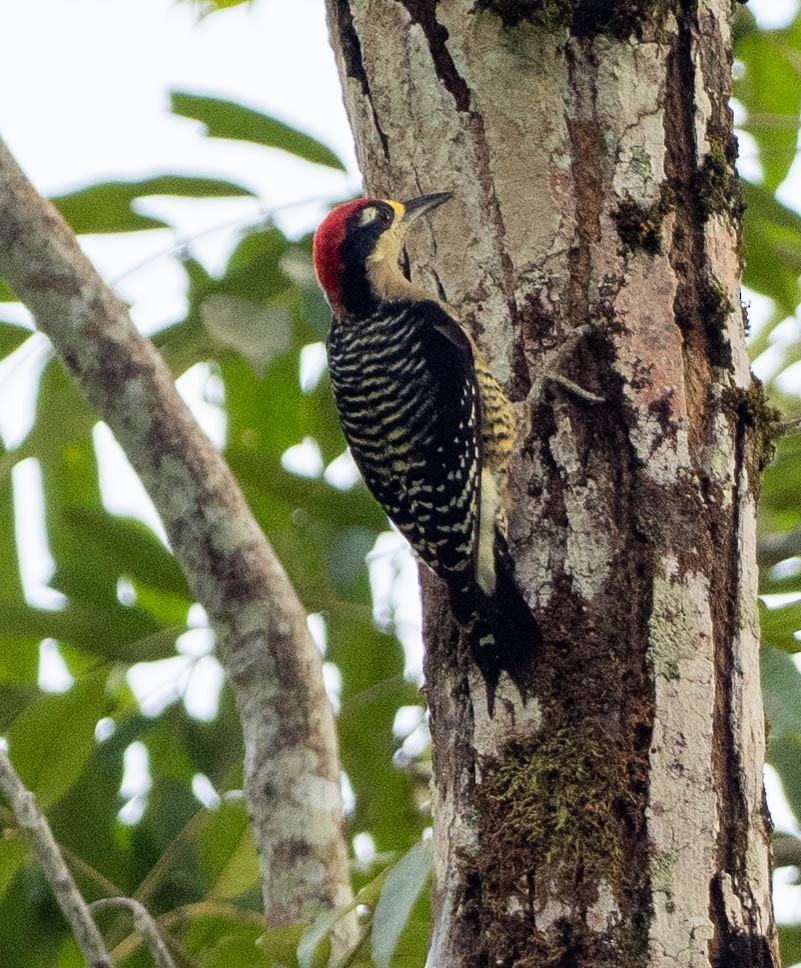 Чернощёкий дятел - ML649357986