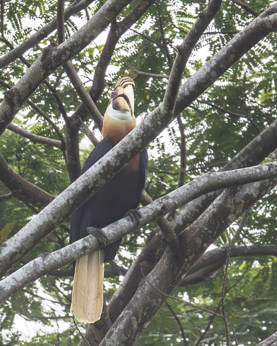 Papuahornvogel - ML649358088