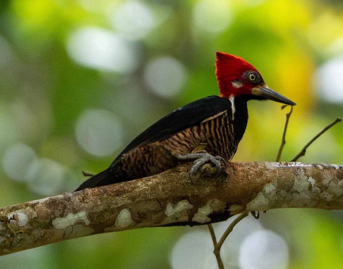 Черногорлый дятел - ML649358131