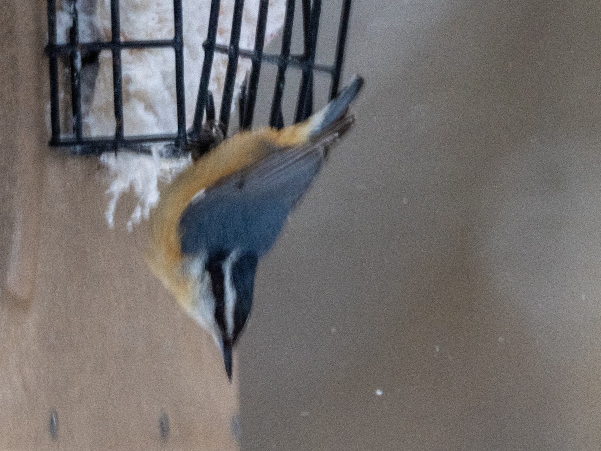 סיטה קנדית - ML649358205